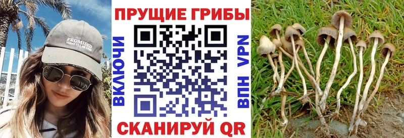 Псилоцибиновые грибы Cubensis  Купить где  Кисловодск 
